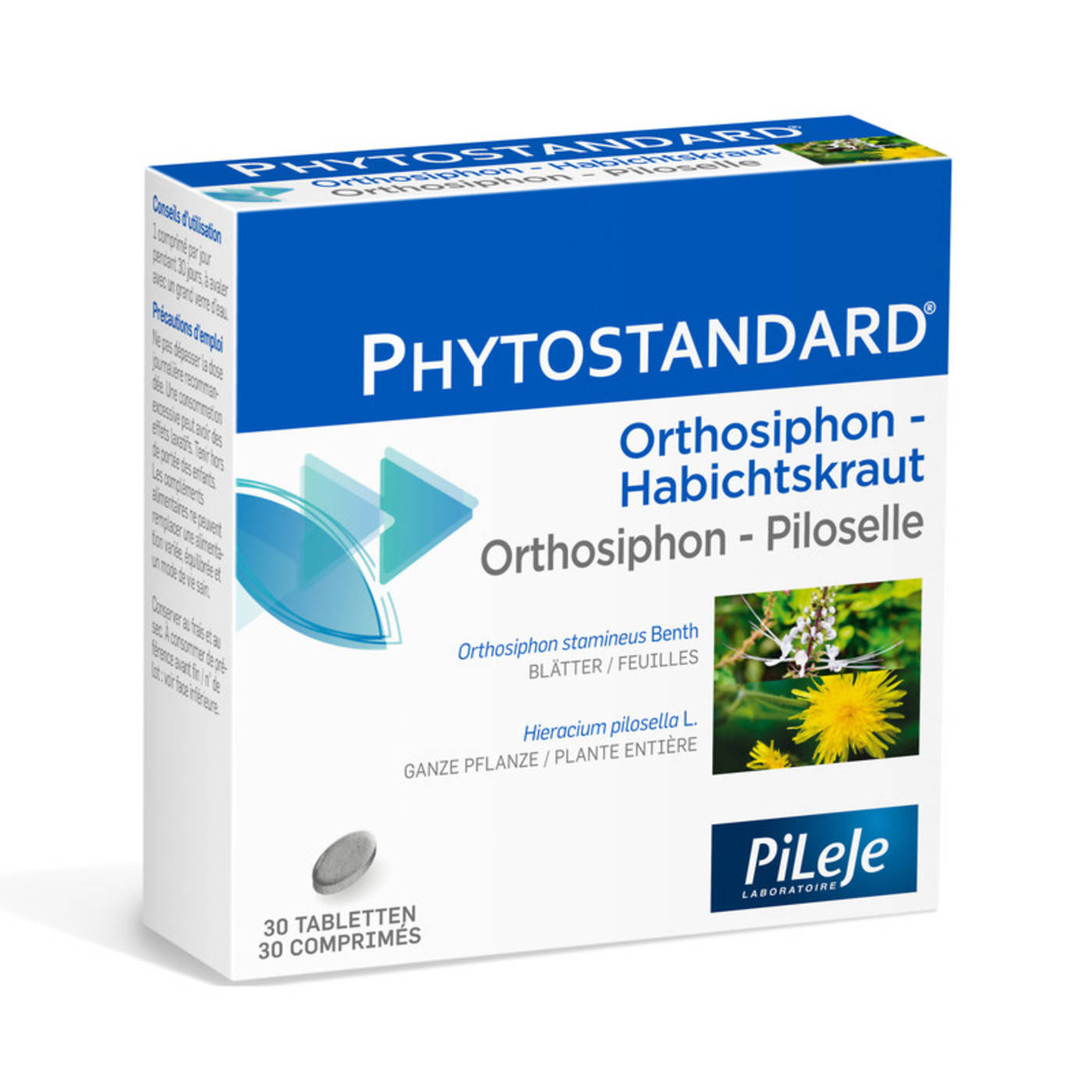 Orthosiphon - Piloselle