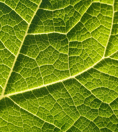PHYTOSTANDARD